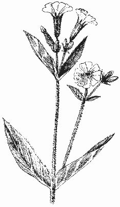 Ольга Шумахер, Оксана Петросян - Борьба с сорняками