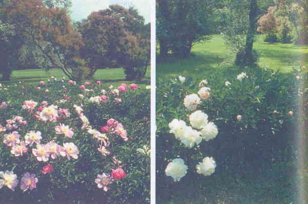 Марианна Успенская - Пионы