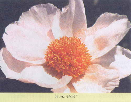 Марианна Успенская - Пионы