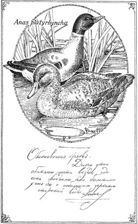 Алексей Сицко, Михаил Блюм и др. - Советы начинающему охотнику