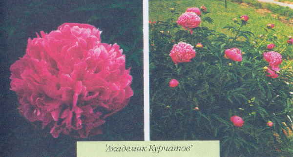 Марианна Успенская - Пионы