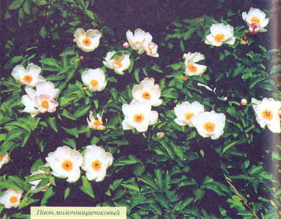 Марианна Успенская - Пионы