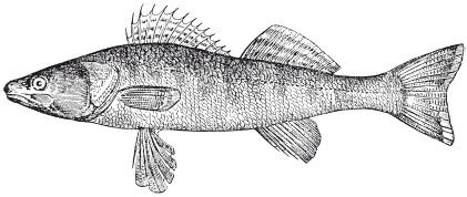Леонид Сабанеев - Жизнь и ловля пресноводных рыб