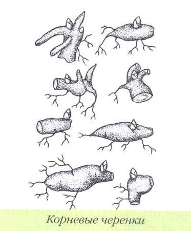 Марианна Успенская - Пионы