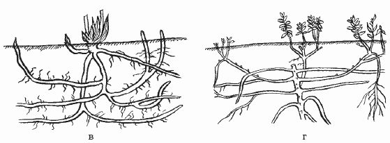 Ольга Шумахер, Оксана Петросян - Борьба с сорняками