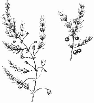 Ольга Шумахер, Оксана Петросян - Борьба с сорняками