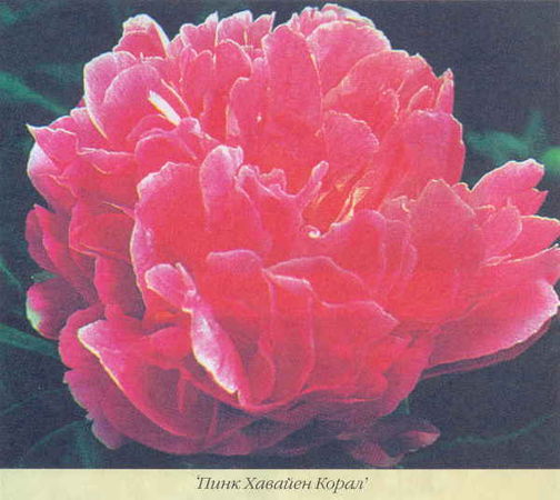 Марианна Успенская - Пионы