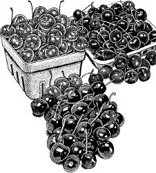 Анна Зорина - Календарь умного садовода и огородника