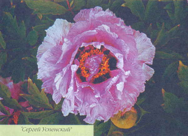 Марианна Успенская - Пионы