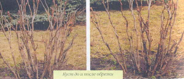 Марианна Успенская - Пионы