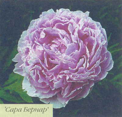 Марианна Успенская - Пионы