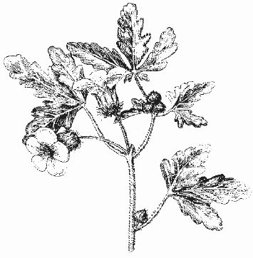 Ольга Шумахер, Оксана Петросян - Борьба с сорняками