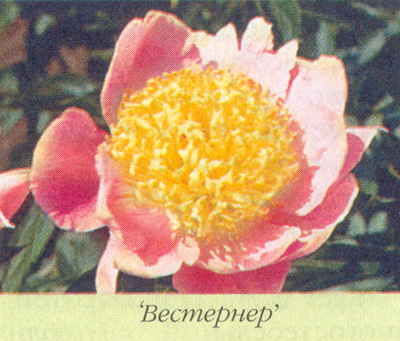 Марианна Успенская - Пионы