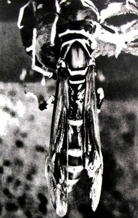 Иосиф Халифман - Четырехкрылые корсары