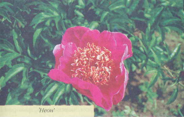 Марианна Успенская - Пионы