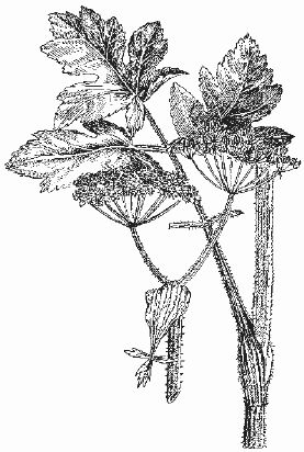 Ольга Шумахер, Оксана Петросян - Борьба с сорняками