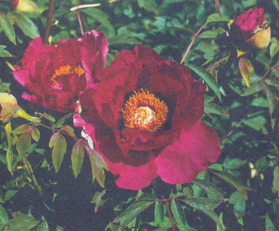 Марианна Успенская - Пионы