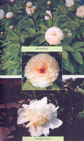 Марианна Успенская - Пионы