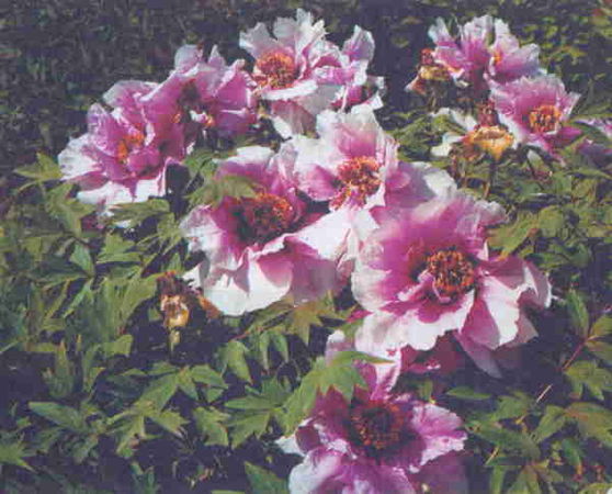 Марианна Успенская - Пионы