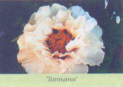 Марианна Успенская - Пионы