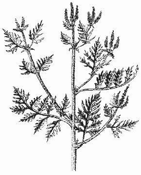 Ольга Шумахер, Оксана Петросян - Борьба с сорняками