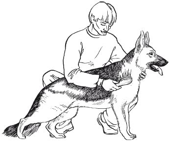 В. Гриценко - Перевоспитание собак