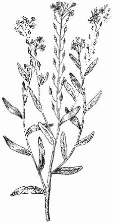 Ольга Шумахер, Оксана Петросян - Борьба с сорняками