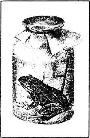 Александр Дюма - Капитан Памфил