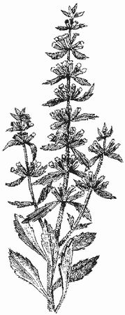 Ольга Шумахер, Оксана Петросян - Борьба с сорняками