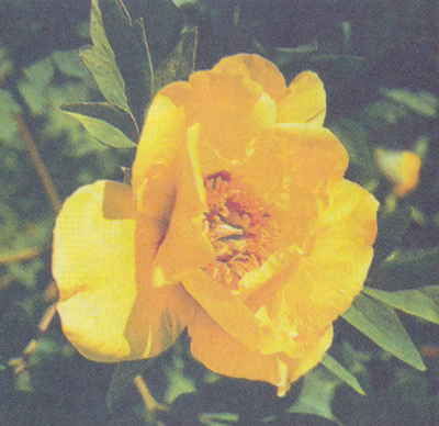 Марианна Успенская - Пионы