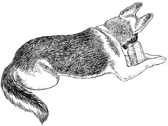 В. Гриценко - Перевоспитание собак