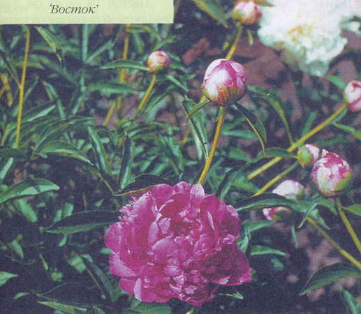 Марианна Успенская - Пионы