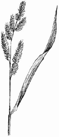 Ольга Шумахер, Оксана Петросян - Борьба с сорняками