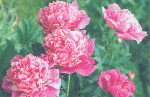 Марианна Успенская - Пионы