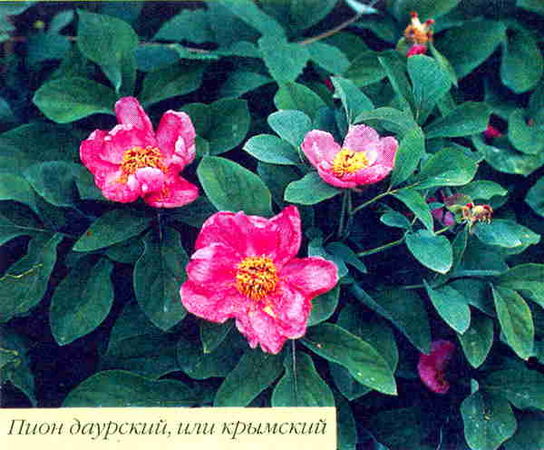 Марианна Успенская - Пионы