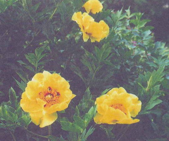 Марианна Успенская - Пионы