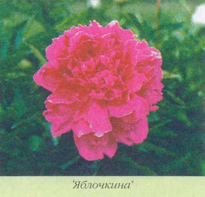 Марианна Успенская - Пионы