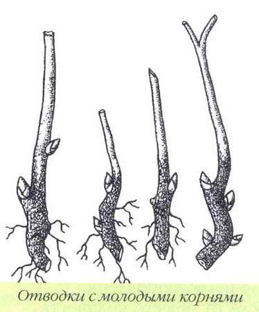 Марианна Успенская - Пионы