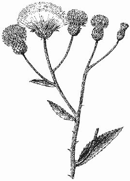 Ольга Шумахер, Оксана Петросян - Борьба с сорняками