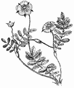 Ольга Шумахер, Оксана Петросян - Борьба с сорняками