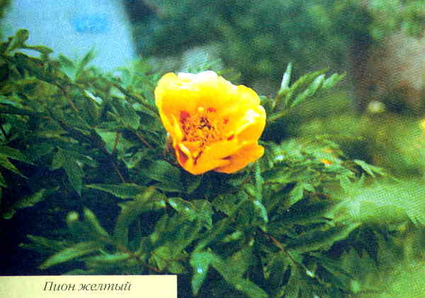 Марианна Успенская - Пионы