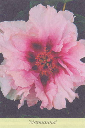 Марианна Успенская - Пионы