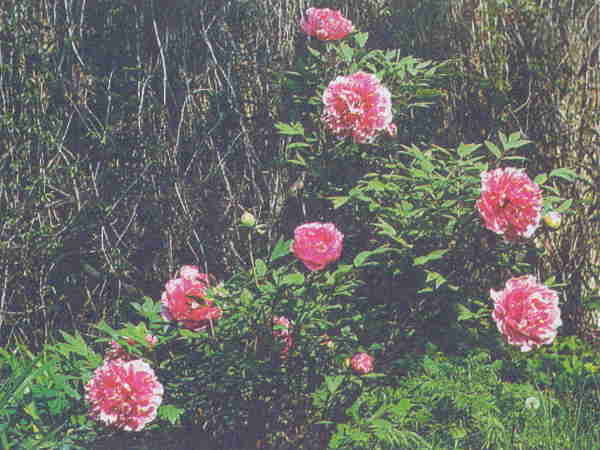 Марианна Успенская - Пионы