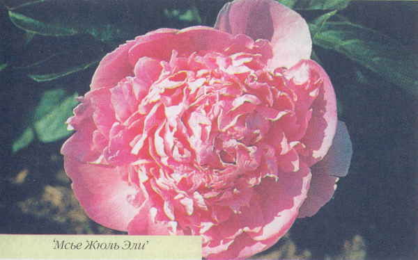 Марианна Успенская - Пионы