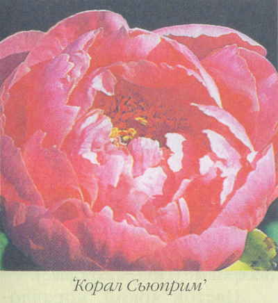 Марианна Успенская - Пионы