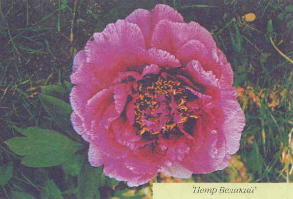 Марианна Успенская - Пионы