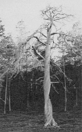 Николай Непомнящий - 100 великих загадок природы