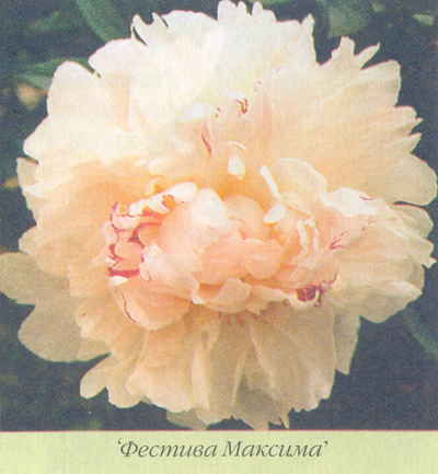 Марианна Успенская - Пионы