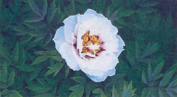 Марианна Успенская - Пионы