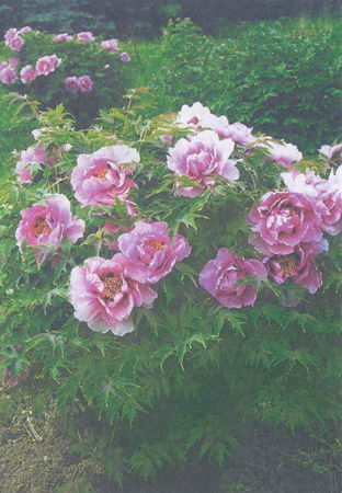 Марианна Успенская - Пионы